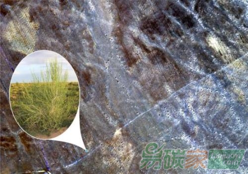 螞蟻森林宣布開放計(jì)劃碳賬戶平臺(tái)跨界成“公益孵化器”